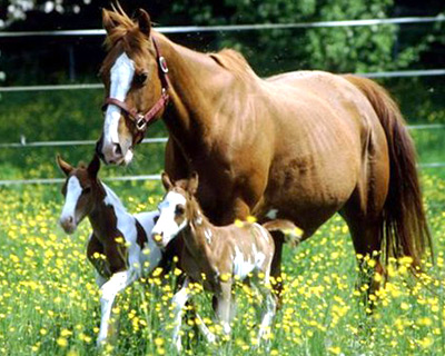 Рождение двойни у лошадей - большая редкость!