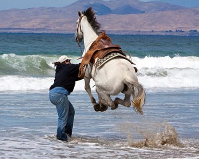Лошадь и волны