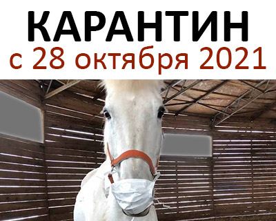 Режим работы конного магазина HorseLife с 28 октября 2021