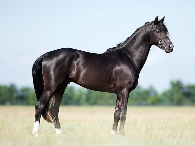 Масти лошадей: фото, описание. » Сайт о лошадях биржевые-записки.рф