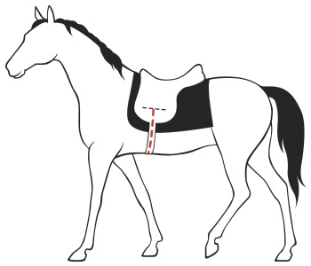Таблица размеров подпруг для лошади